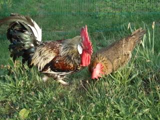 Mottled duckwing Leghorn